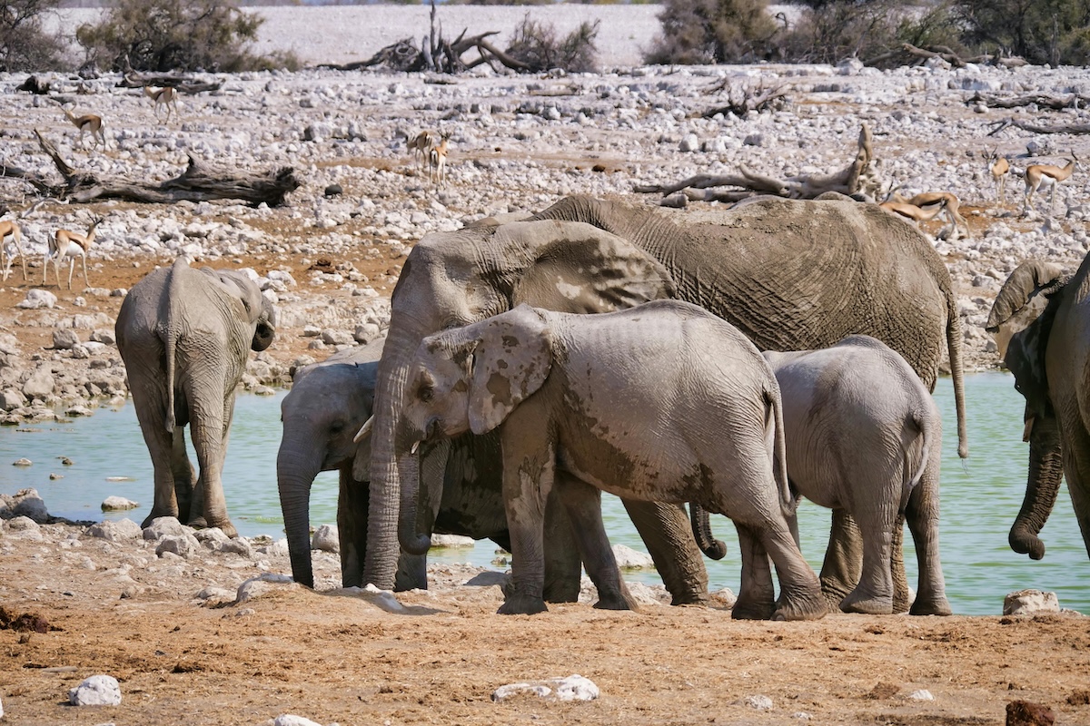 Experience Etosha National Park
